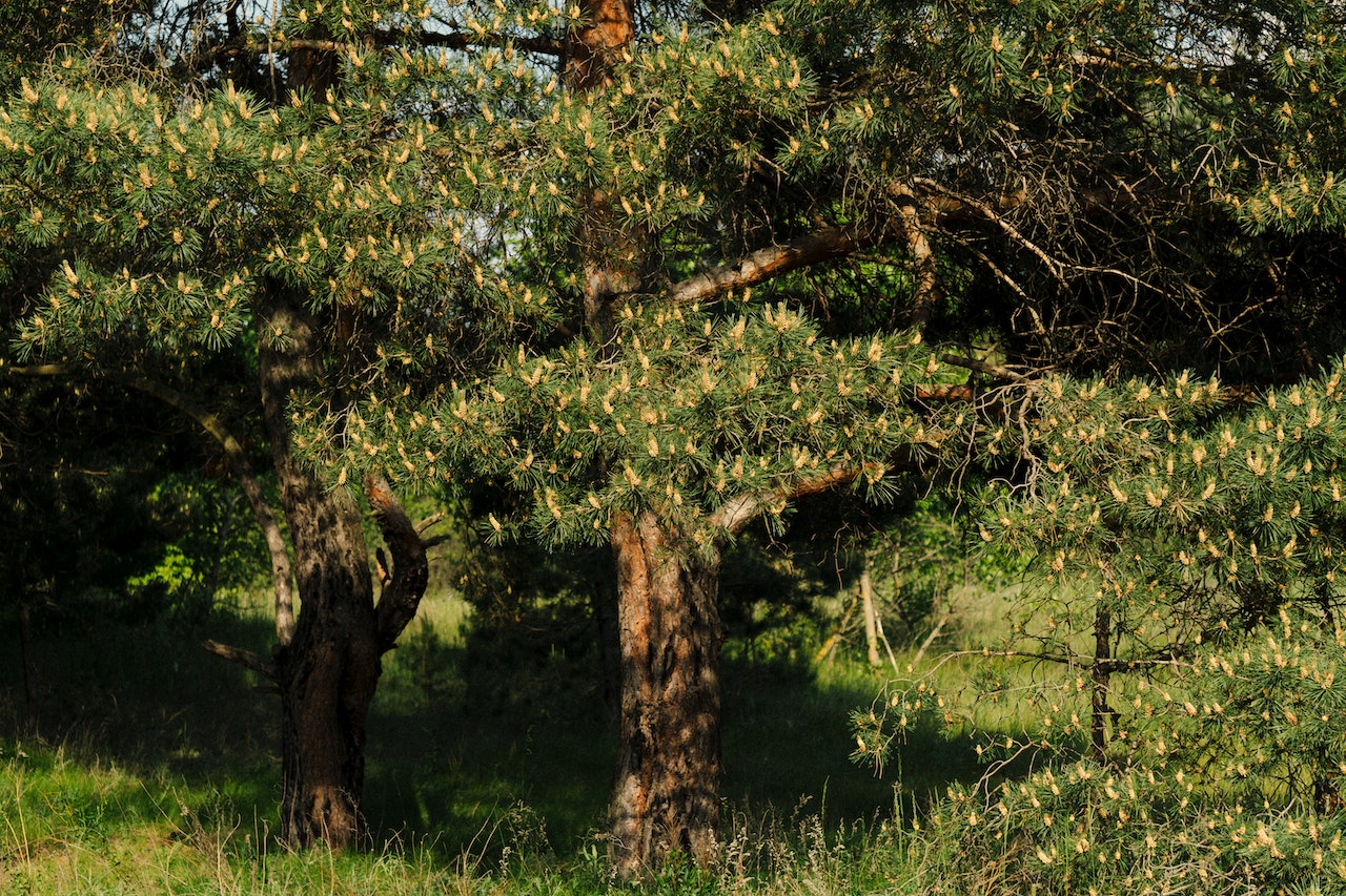 Cara Tetap Eco-Friendly Untuk Para Traveler Saat Plesiran